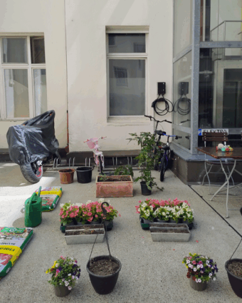 01.07.2025 Blumen Pflanzen Haus Grünberger