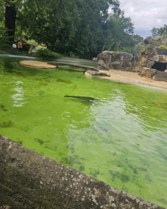 07.08.2026 Zoobesuch Haus Wilmersdorf