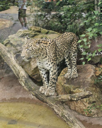 07.08.2026 Zoobesuch Haus Wilmersdorf