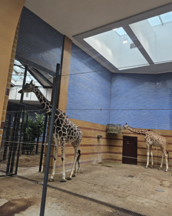 07.08.2026 Zoobesuch Haus Wilmersdorf