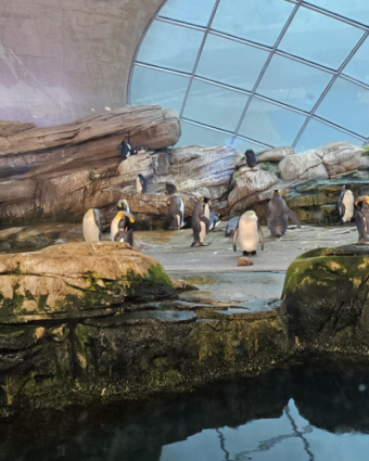 07.08.2026 Zoobesuch Haus Wilmersdorf