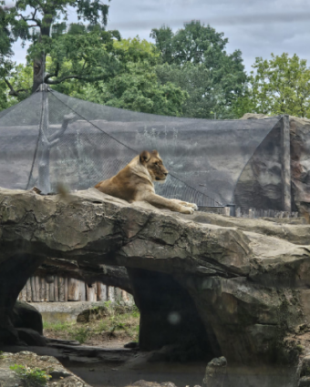07.08.2026 Zoobesuch Haus Wilmersdorf